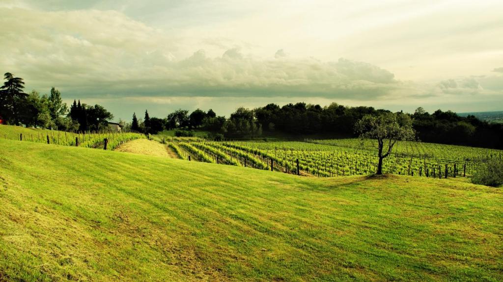 Agriturismo L'Uva E Le Stelle Faedis Ngoại thất bức ảnh