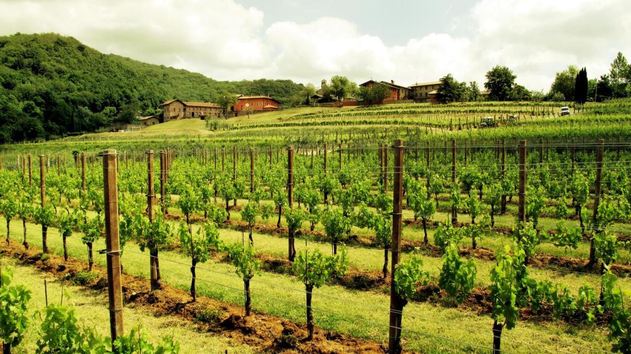 Agriturismo L'Uva E Le Stelle Faedis Ngoại thất bức ảnh